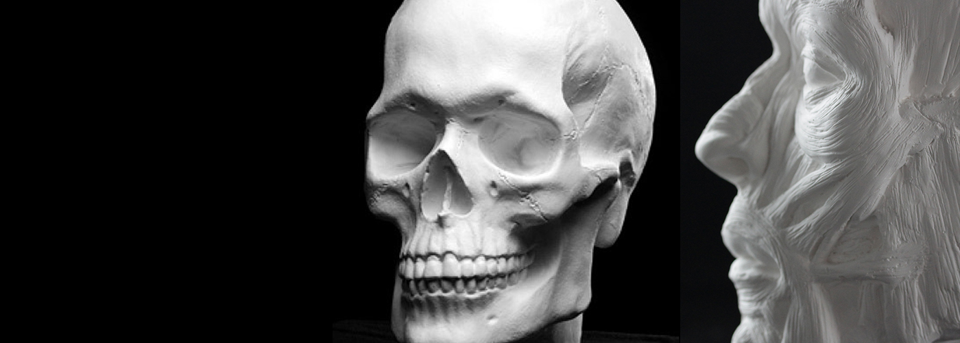 Anatomie Intermédiaire